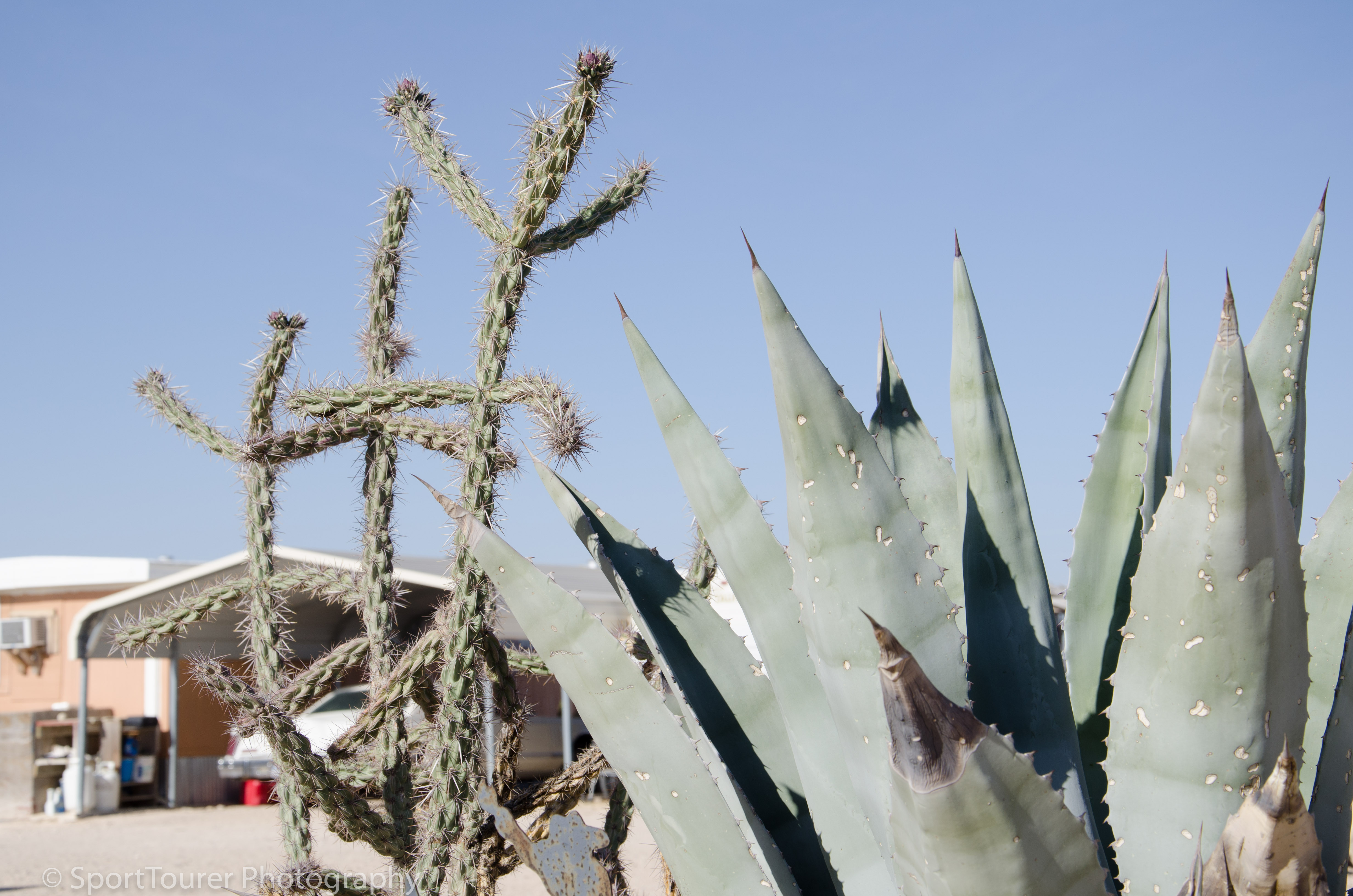  2 different species of Cactus plants. Some of the hardiest plants in the desert. 