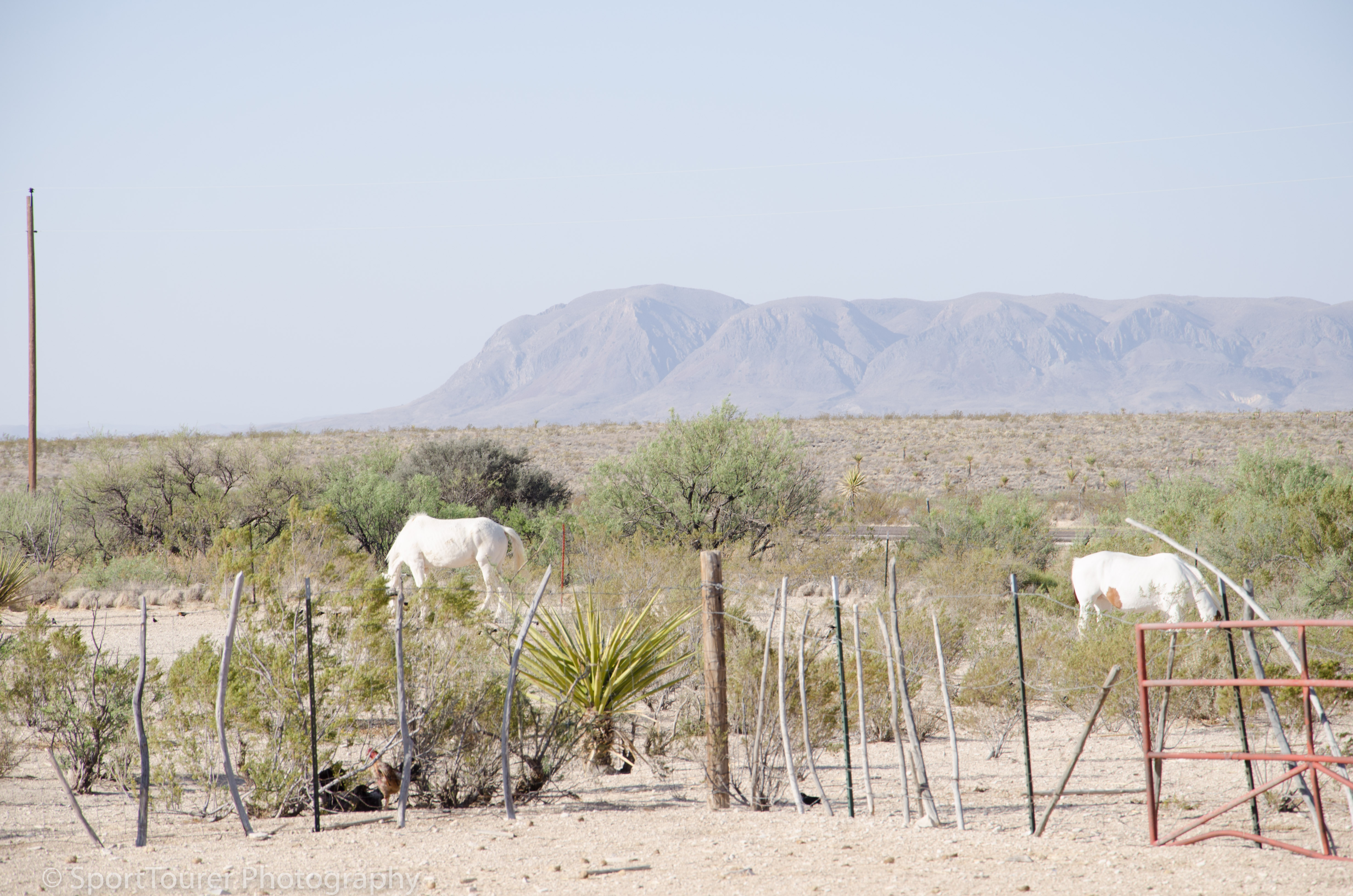  Horses grazing in their corral at the Cow Head Ranch. 