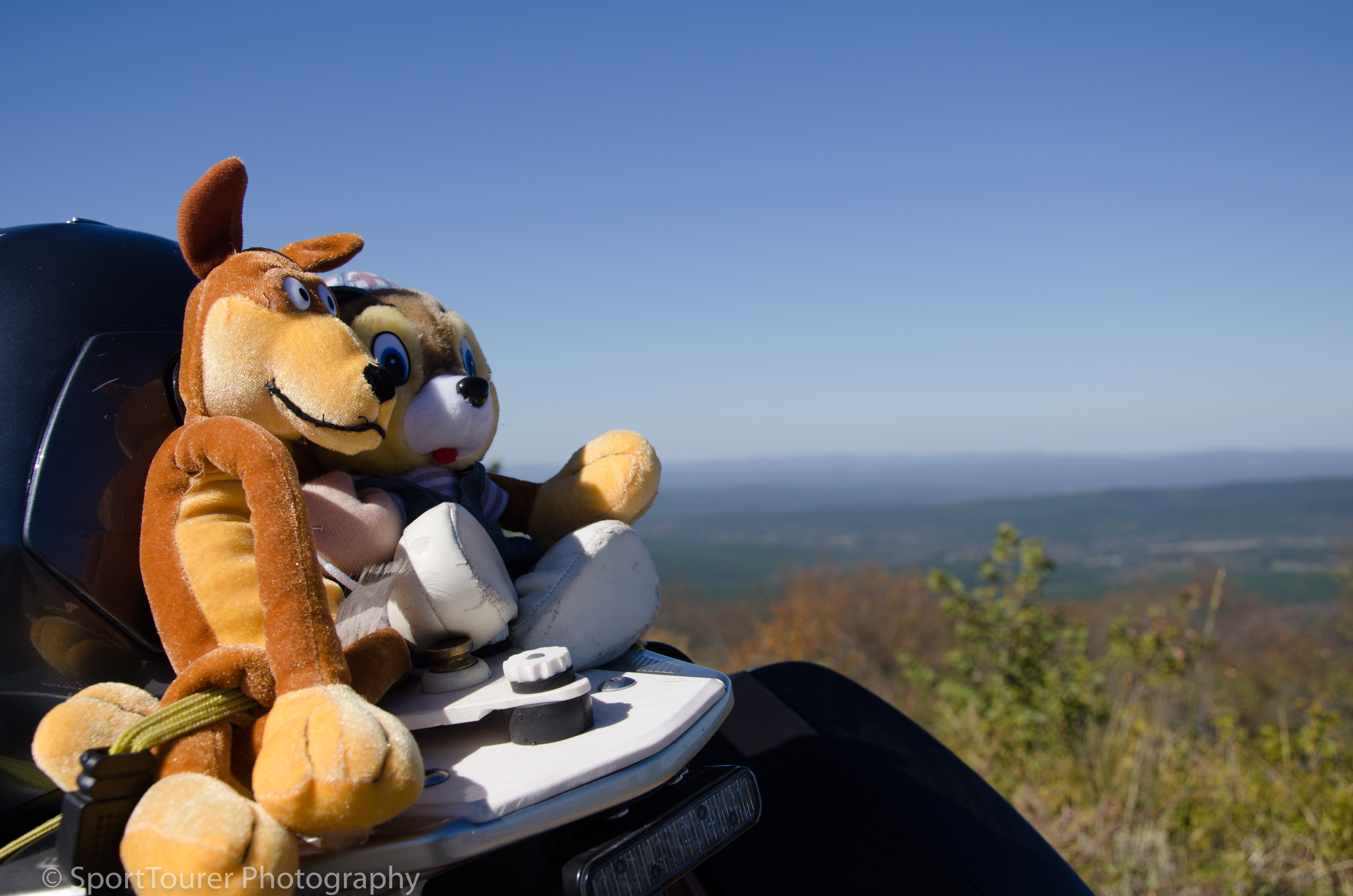  Scrappy and Teddy enjoying the view atop Sugar Loaf Mountain in Arkansas, along the Talimena Highway. 