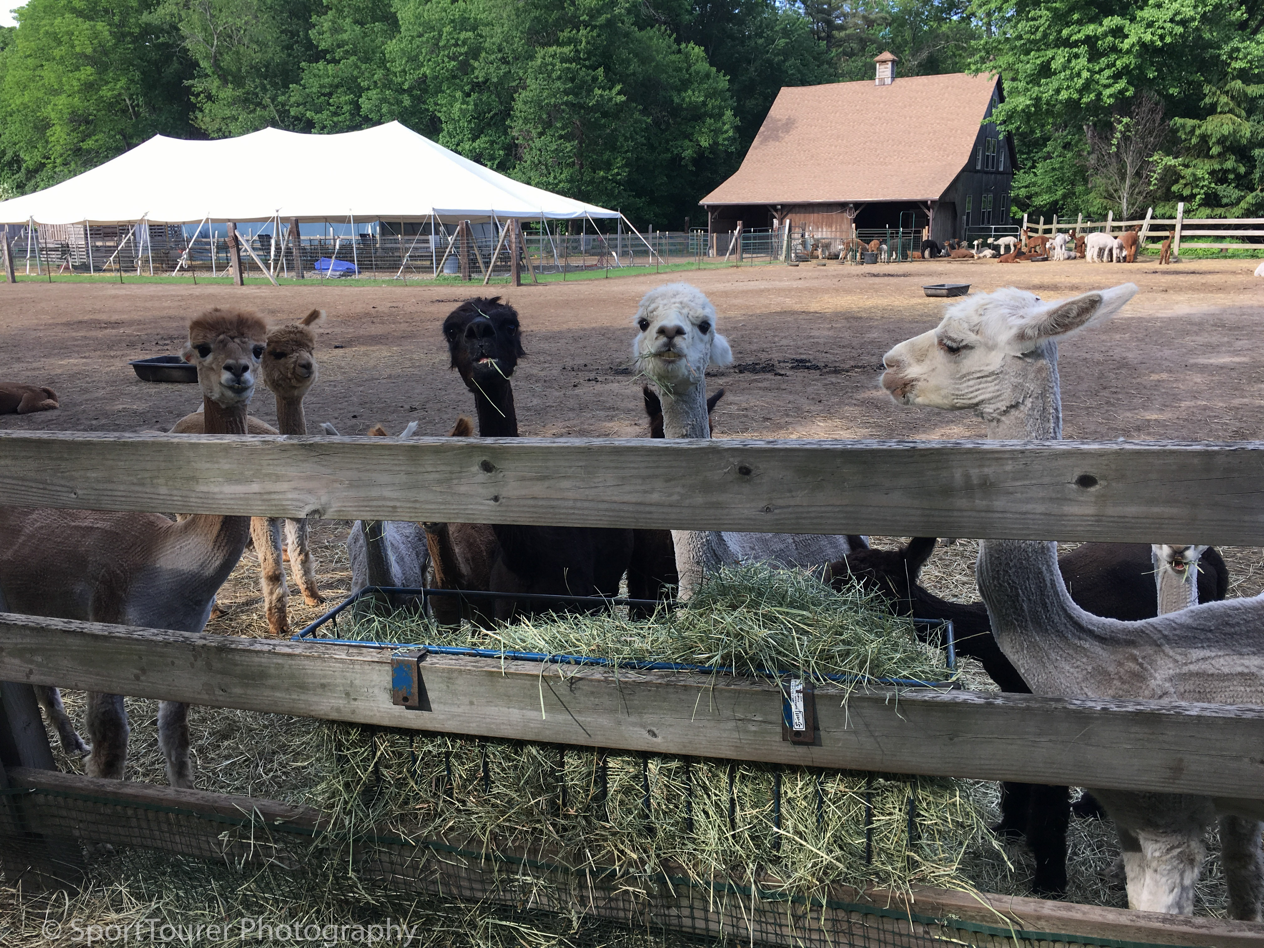  Alpacas, no doubt continuing their discussions of local politics from the 