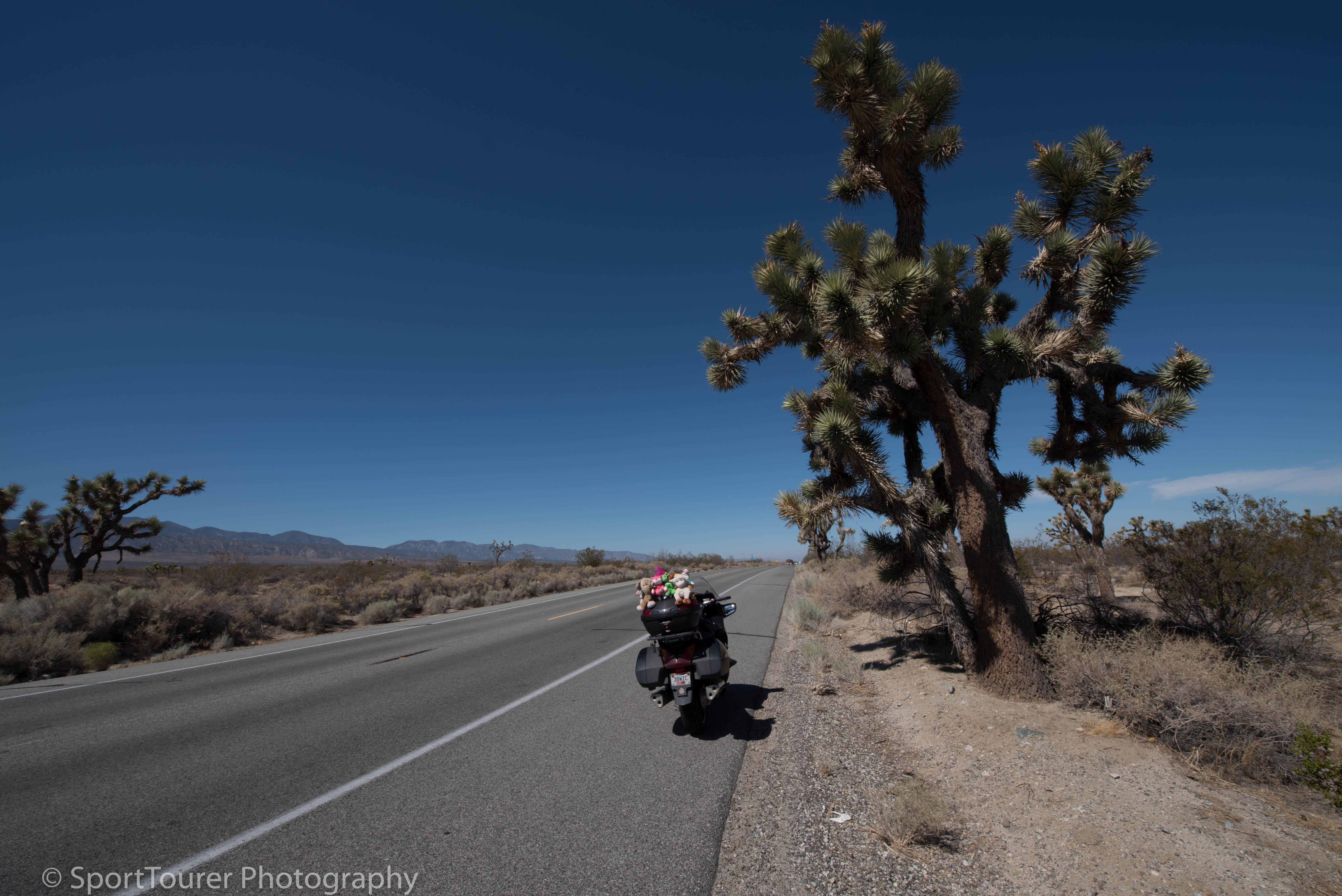  Stopped to get a close look at and feel of this Joshua Tree as I worked my way through the desert along Pearblossom highway (CA 18) towards Los Angeles 