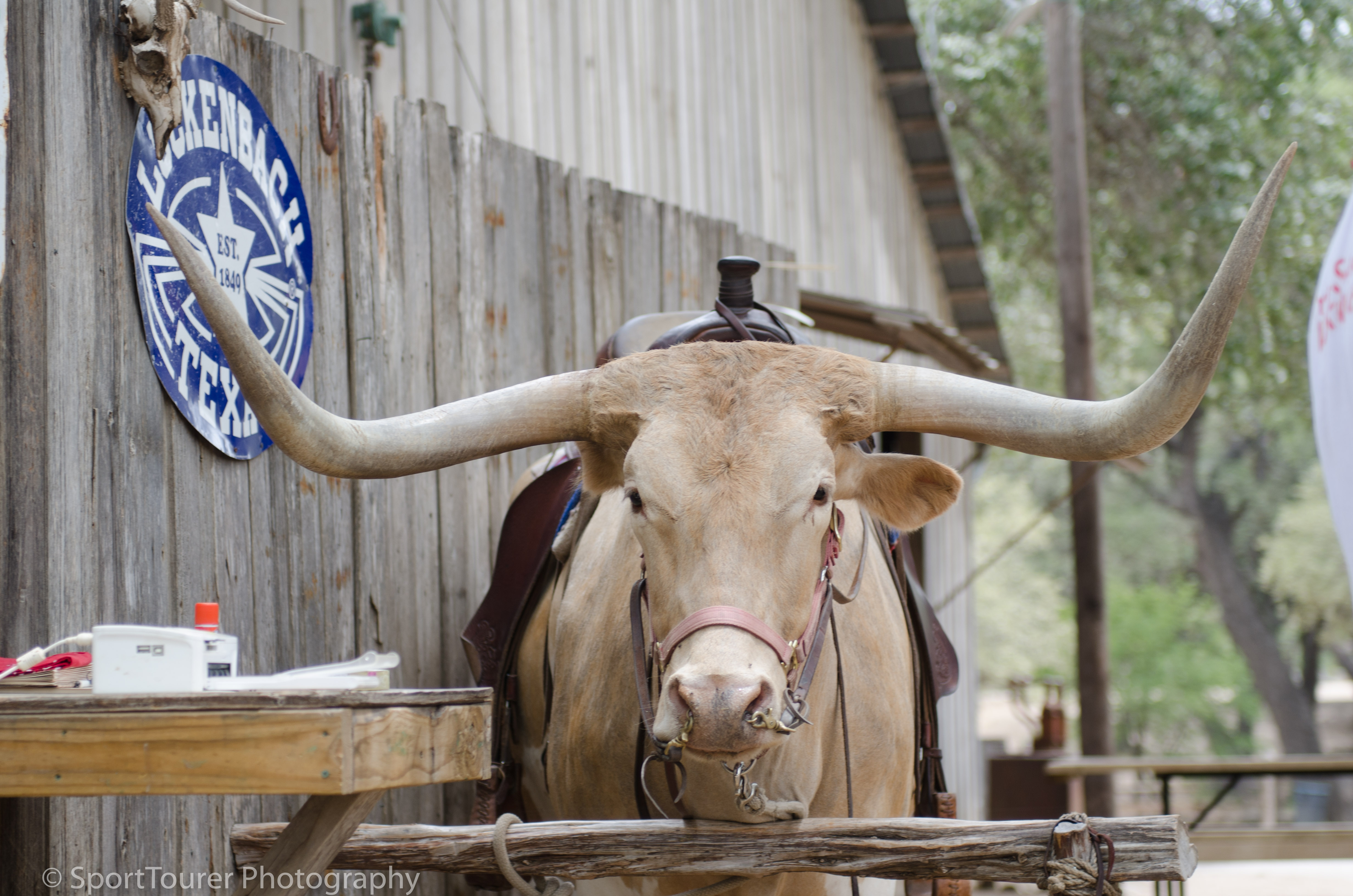  ... and the town mascot - 