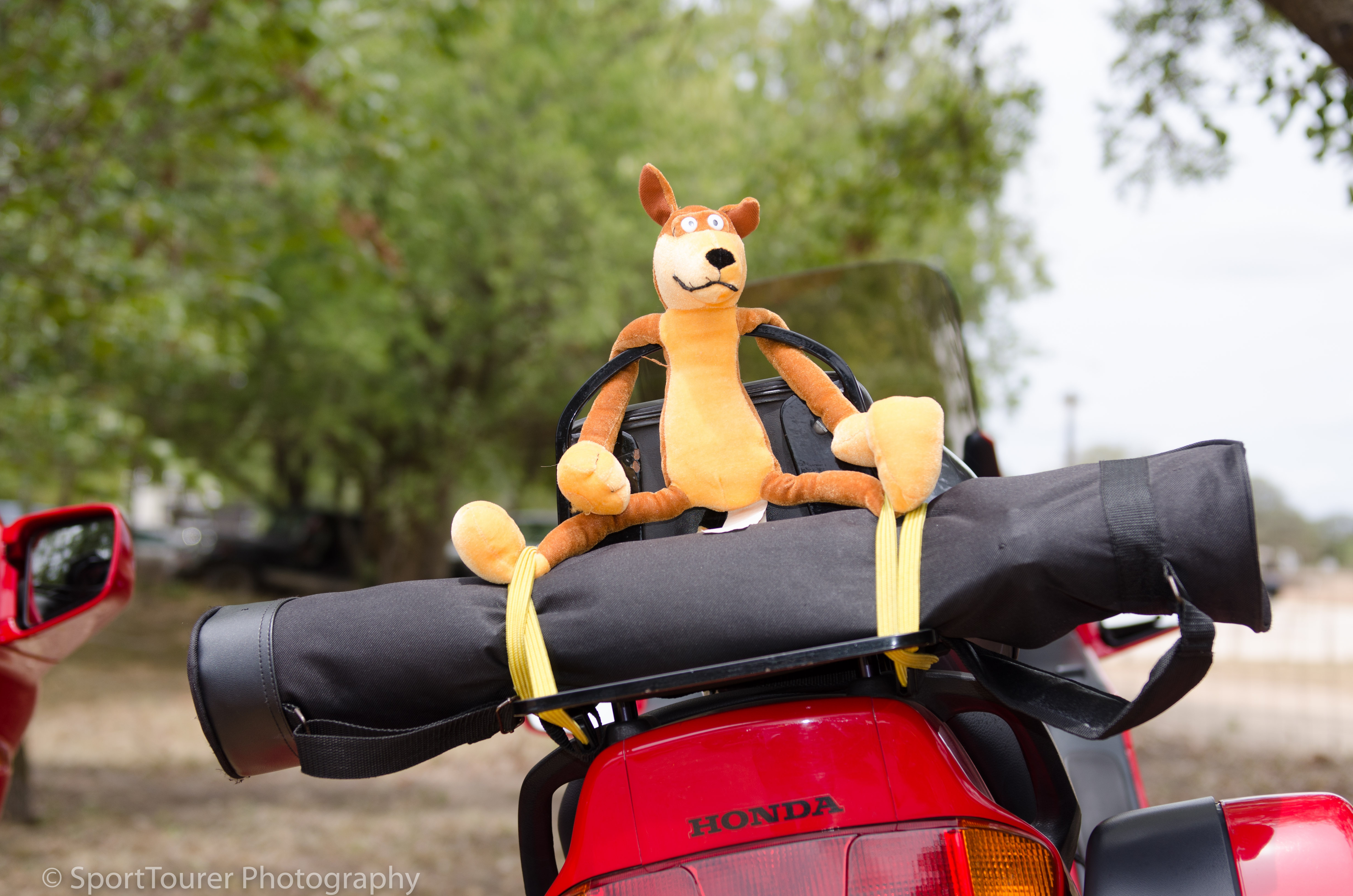  Scrappy. The days when he had the perch all to himself. 