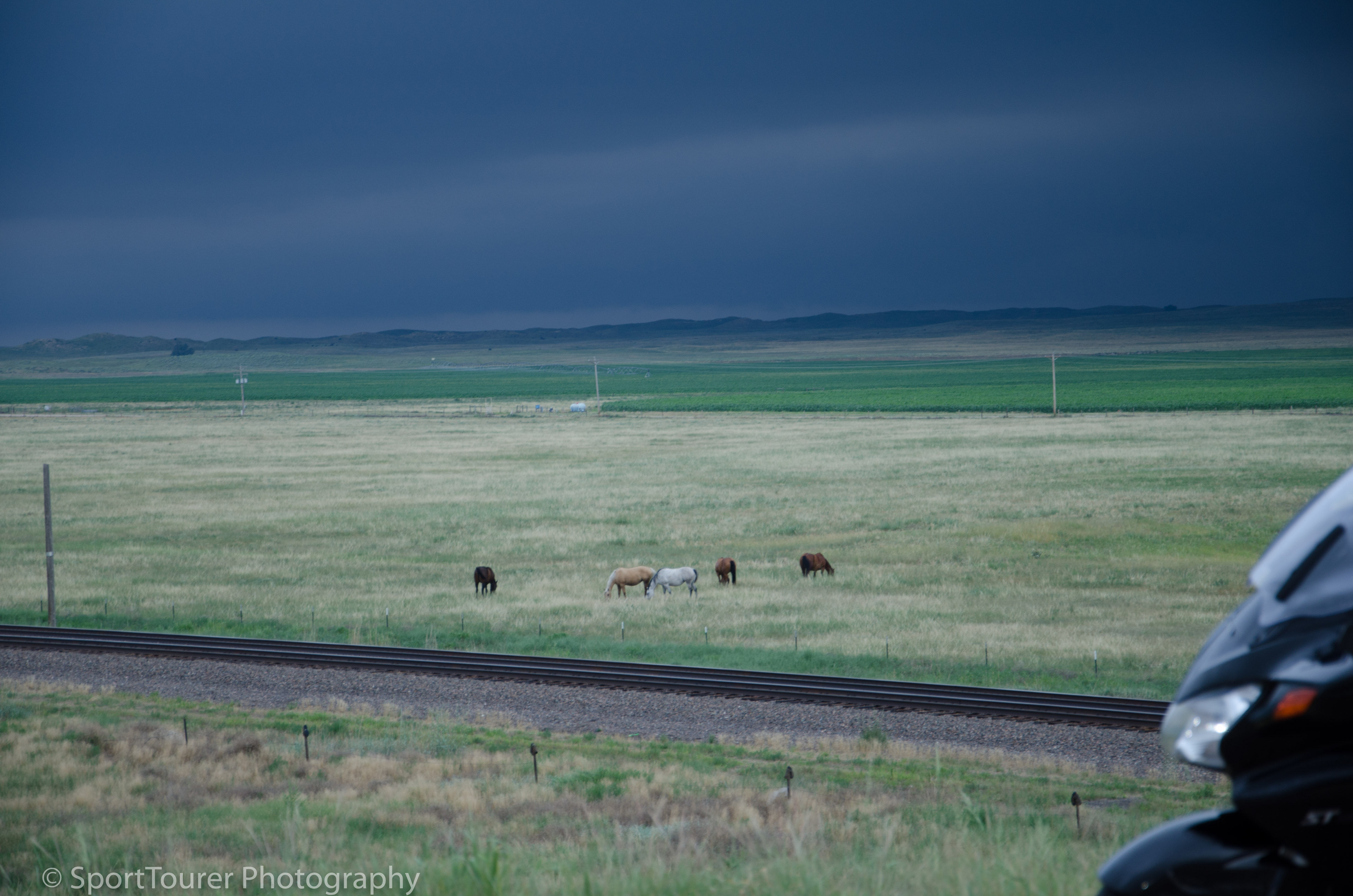  Livestock, unperturbed by the approaching storm. 