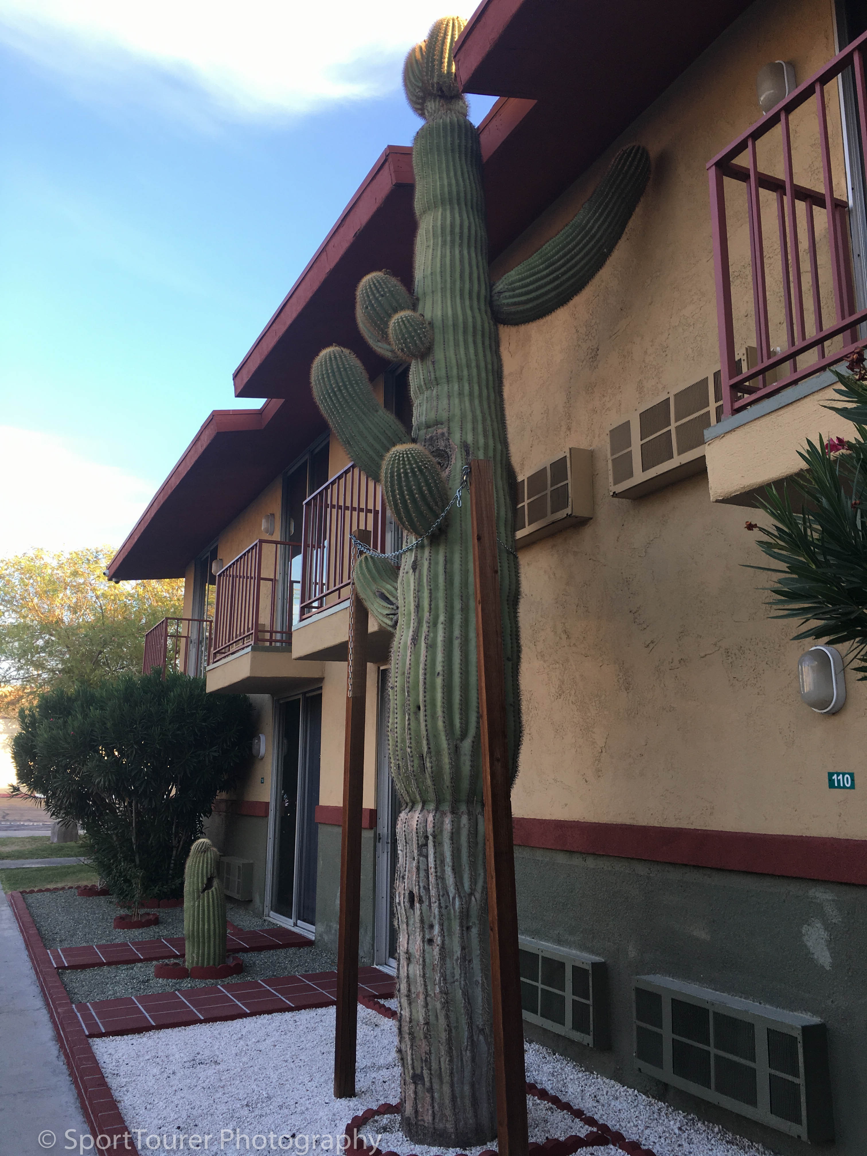  Preserved/protected Saguaro cactus plant at the motel Barstow, California. 