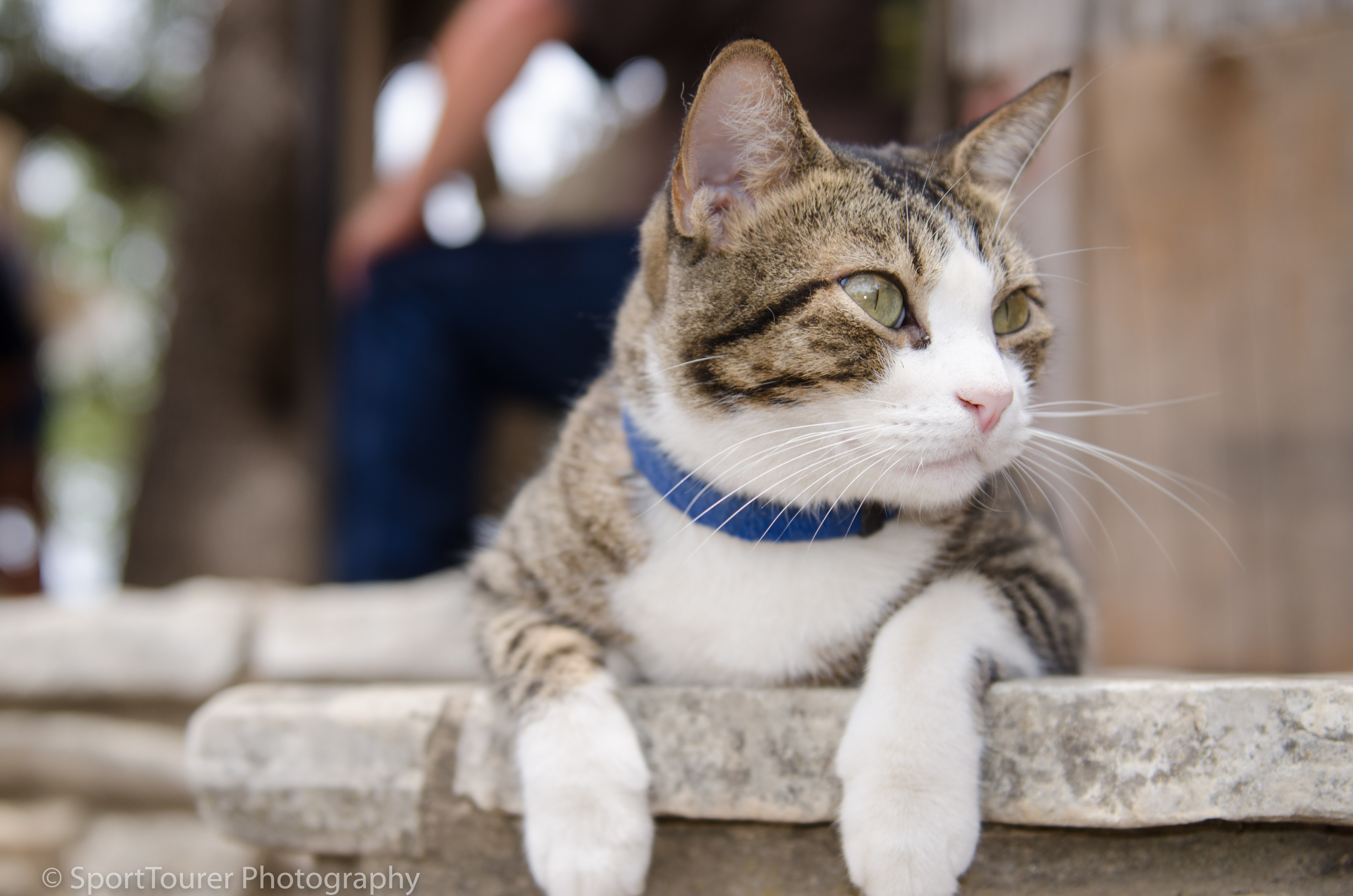  Resident Mascot at the Luckenbach, Tx., Post Office. 